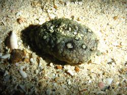 Cape Verdes Dive Centre - Sal Island. Lagosta Verde dive site.